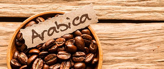 Arabica