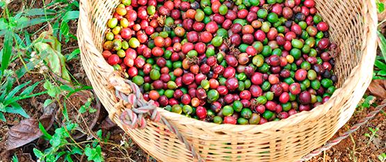 Fairtrade