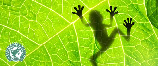 Rainforest Alliance